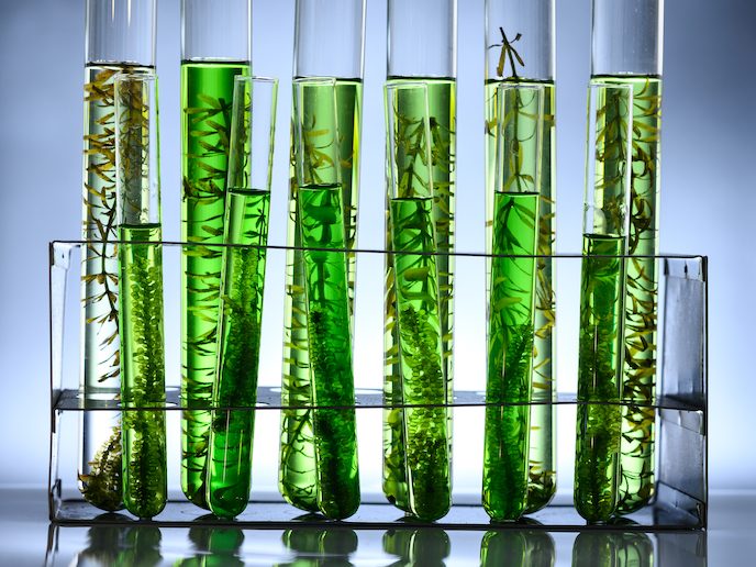 biorefinación algas