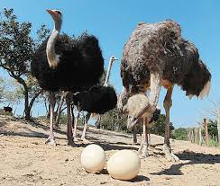 ganadería de avestruz