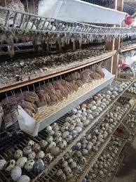 ganadería de codorniz