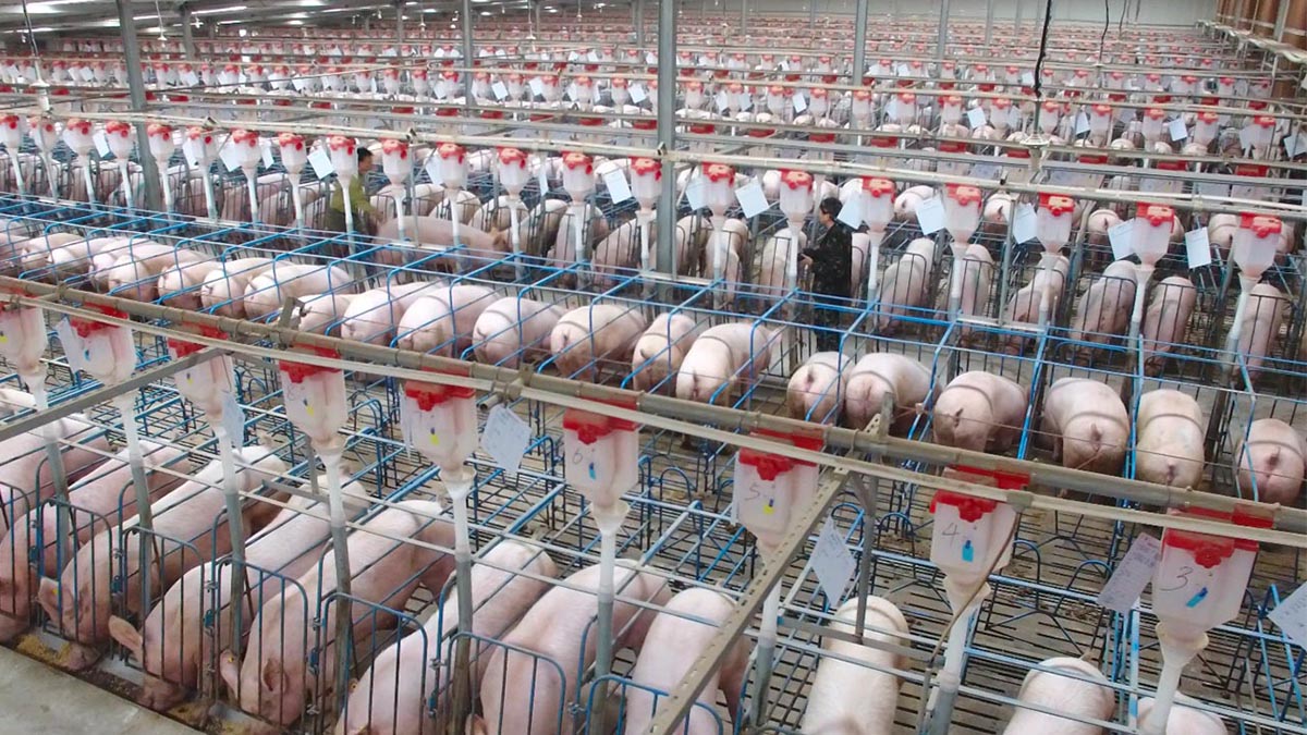 granja porcina
