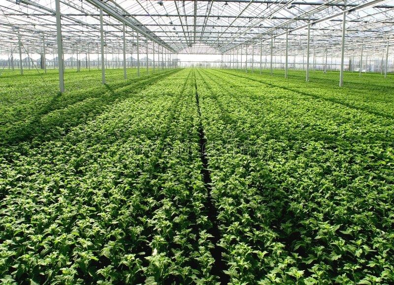 invernaderos consorcio agroriente