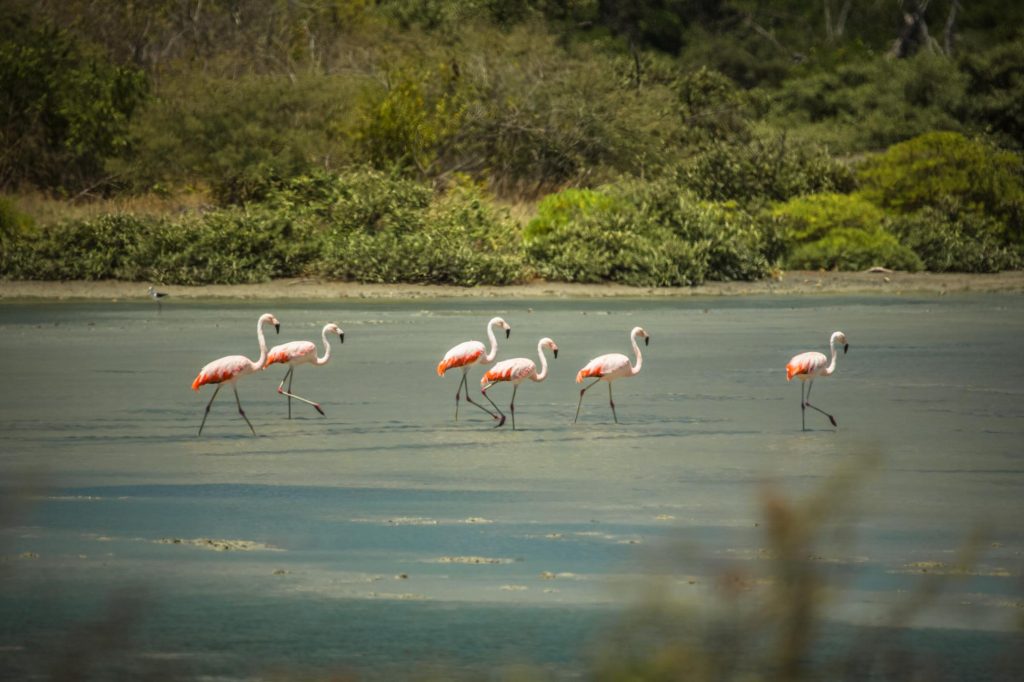 manglares flamengos 1024x682