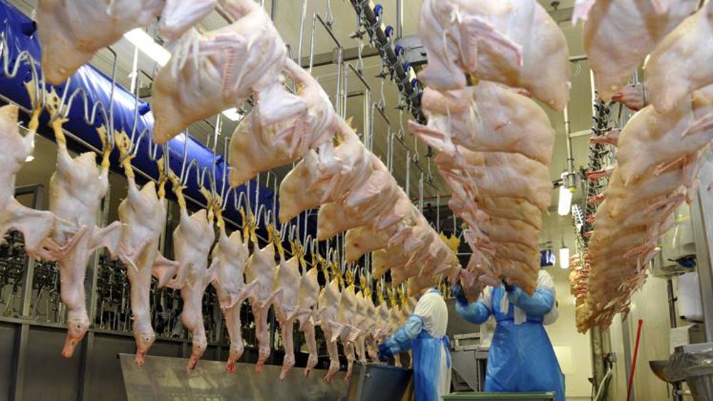 matadero multiespecie avícola