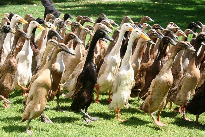 indian runner ducks