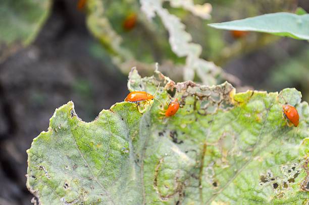 ladybug on green leaves