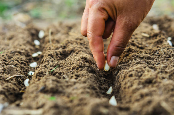 Productos hand planting pumpkin seed of marrow in the vegetable garden