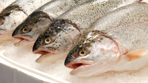 Productos beautiful trouts on a market counter covered with ice close up