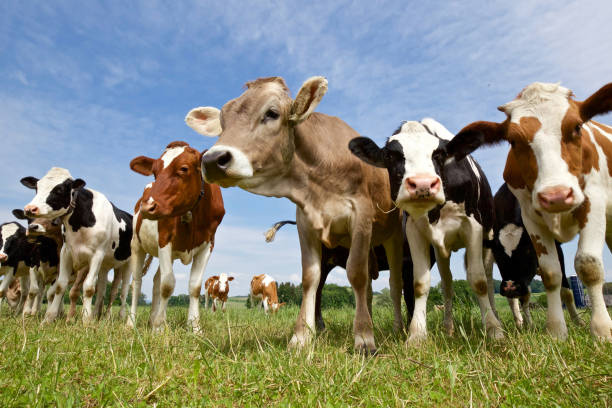 curious cows approach the camera